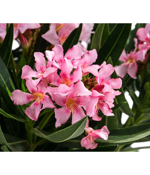 Oleander 3 Oleander – Bild 3