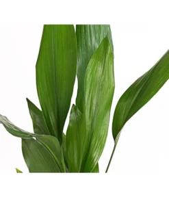 Schusterpalme - Aspidistra Elatior 5 Schusterpalme - Aspidistra Elatior -Pflanzen Promotion Geschäft 8504326 PR DE 001 SchusterpalmeAspidistraElatiorT17DehnerExpressHerzig