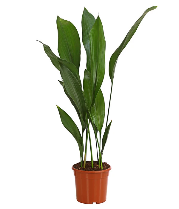 Schusterpalme - Aspidistra Elatior 1 Schusterpalme - Aspidistra Elatior