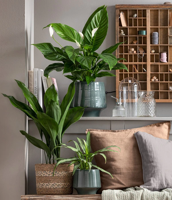 Schusterpalme - Aspidistra Elatior 2 Schusterpalme - Aspidistra Elatior – Bild 2