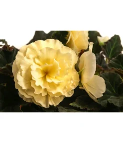 Hängebegonie 'Champagner' -Pflanzen Promotion Geschäft 8504383 WE DE 001 HaengebegonieChampagnerT23