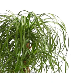 Elefantenfuß - Beaucarnea Recurvata, Verzweigt 5 Elefantenfuß - Beaucarnea Recurvata, Verzweigt -Pflanzen Promotion Geschäft 8504581 WE DE 001 ElefantenfussBeaucarneaVerzweigtT23DehnerExpressHerzig