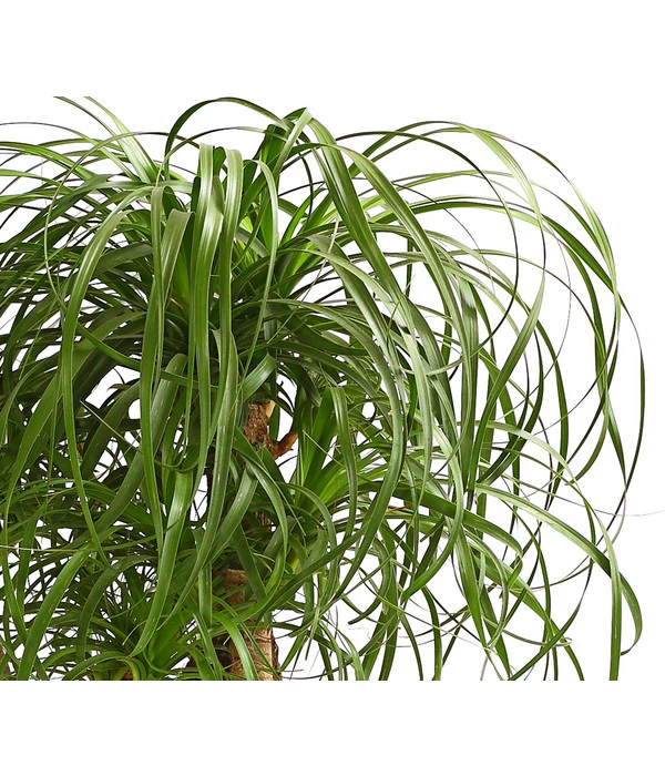 Elefantenfuß - Beaucarnea Recurvata, Verzweigt 3 Elefantenfuß - Beaucarnea Recurvata, Verzweigt – Bild 3