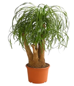 Elefantenfuß - Beaucarnea Recurvata, Verzweigt