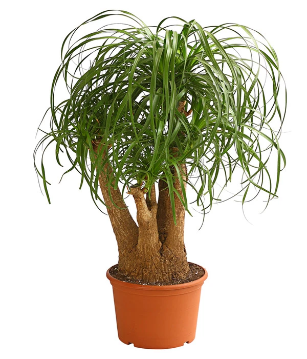 Elefantenfuß - Beaucarnea Recurvata, Verzweigt 1 Elefantenfuß - Beaucarnea Recurvata, Verzweigt