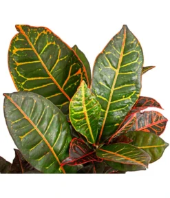 Wunderstrauch - Codiaeum Variegatum 'Petra' 7 Wunderstrauch - Codiaeum Variegatum 'Petra' -Pflanzen Promotion Geschäft 8508749 PR DE 001 CodiaeumVariegatumPetraWunderstrauchBonsaiVerzweigtT21DehnerExpressHerzig