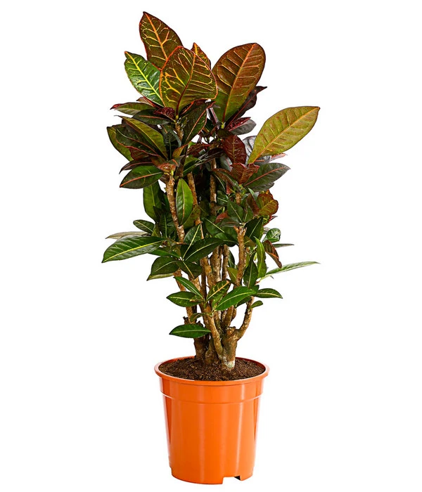 Wunderstrauch - Codiaeum Variegatum 'Petra' 1 Wunderstrauch - Codiaeum Variegatum 'Petra'