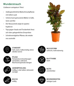 Wunderstrauch - Codiaeum Variegatum 'Petra' 6 Wunderstrauch - Codiaeum Variegatum 'Petra' -Pflanzen Promotion Geschäft 8508749 WE IG 001 CodiaeumVariegatumPetraWunderstrauchBonsaiT21DehnerExpressHerzig