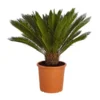 Sagopalmfarn - Cycas Revoluta