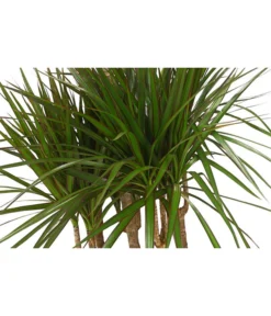 Drachenbaum - Dracaena Marginata, Karussell 7 Drachenbaum - Dracaena Marginata, Karussell -Pflanzen Promotion Geschäft 8510992 8272809 WE DE 001 DrachenbaumDracaenaMarginataKarusellT29T26DehnerExpressHerzig