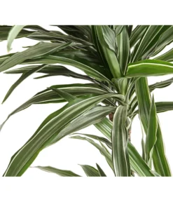 Drachenbaum - Dracaena Deremensis, Verschiedene Sorten -Pflanzen Promotion Geschäft 8511560 WE DE 001 DrachenbaumDracaenaDeremensisWhiteStripesT27DehnerExpressHerzig