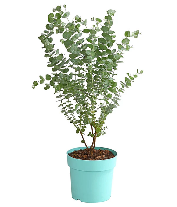 Mostgummi-Eukalyptus 'Azura' 1 Mostgummi-Eukalyptus 'Azura'