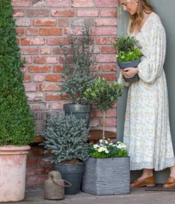 Olive, Stämmchen 9 Olive, Stämmchen -Pflanzen Promotion Geschäft 8512238 WE MO 001 EukylaptusOlive 1