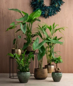 Pfeilblatt - Alocasia Zebrina -Pflanzen Promotion Geschäft 8516916 8622763 8560252 8630253 WE MO 002 HoweaForsterianaAlocasiaStrelitziaZamioculca