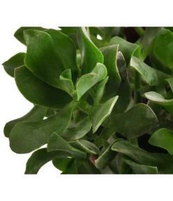 Dickblatt - Crassula Cultivars, Verschiedene Sorten -Pflanzen Promotion Geschäft 8517757 WE DE 001 CrassulaMixT23