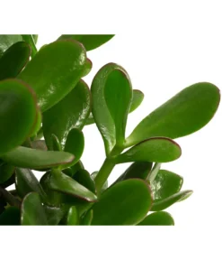 Dickblatt - Crassula Cultivars, Verschiedene Sorten -Pflanzen Promotion Geschäft 8517757 WE DE 002 CrassulaMixT23