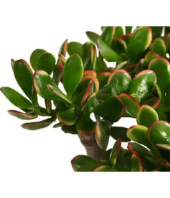 Dickblatt - Crassula Cultivars, Verschiedene Sorten -Pflanzen Promotion Geschäft 8517757 WE DE 003 CrassulaMixT23