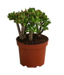 Dickblatt - Crassula Cultivars, Verschiedene Sorten -Pflanzen Promotion Geschäft 8517757 WE FS 003 CrassulaMixT23