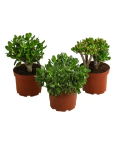 Dickblatt - Crassula Cultivars, Verschiedene Sorten -Pflanzen Promotion Geschäft 8517757 WE FS 004 CrassulaMixT23