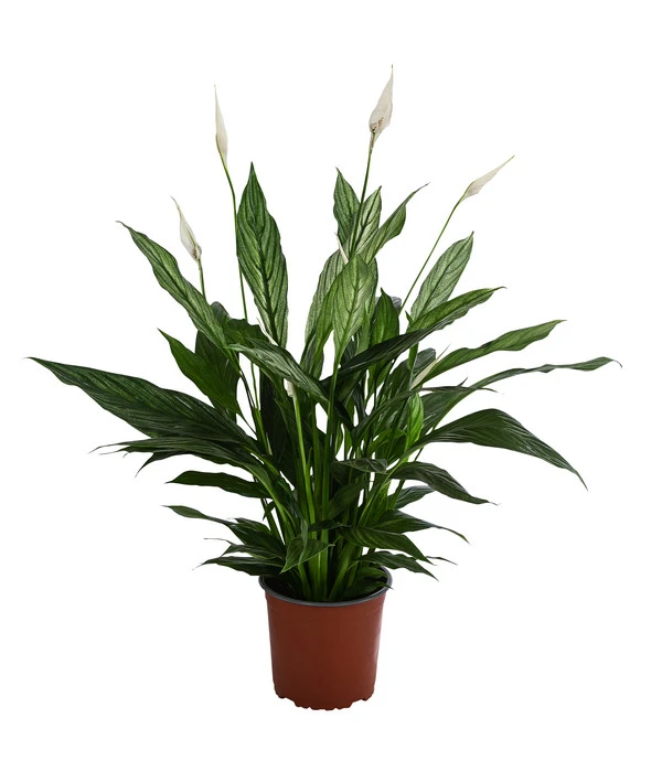 Einblatt - Spathiphyllum 'Silver Cupido' 1 Einblatt - Spathiphyllum 'Silver Cupido'