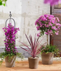 Drillingsblume, Stämmchen -Pflanzen Promotion Geschäft 8583684 8684482 WE MO 003 KuebelpflanzenBougainvilleaCordyline