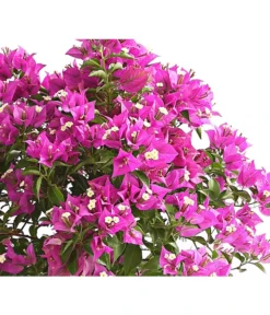 Drillingsblume, Stämmchen -Pflanzen Promotion Geschäft 8583700 WE DE 001 BougainvilleaStammT20DrillingsblumeDehnerExpressHerzig