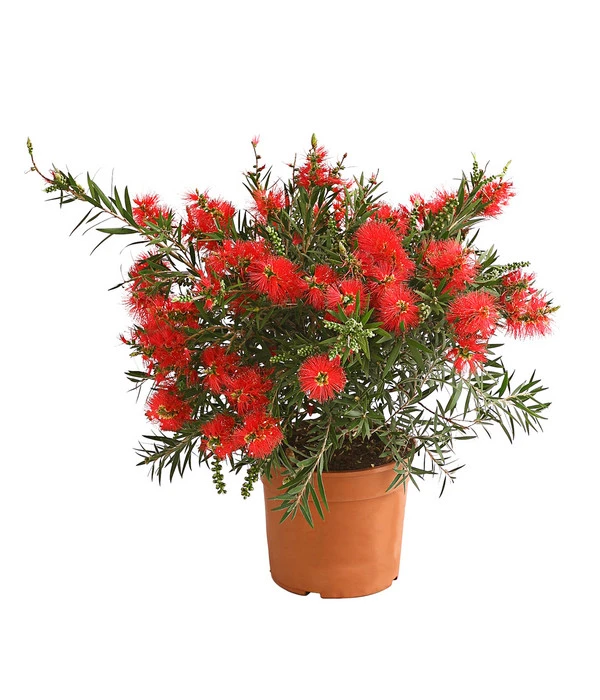 Zylinderputzer, Busch 1 Zylinderputzer, Busch