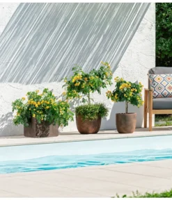 Gewürzrinde, Stämmchen 8 Gewürzrinde, Stämmchen -Pflanzen Promotion Geschäft 8584138 PR MO 001 CassiaGewuerzrinde