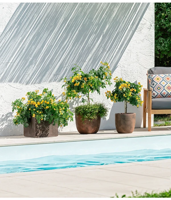 Gewürzrinde, Stämmchen 4 Gewürzrinde, Stämmchen – Bild 4