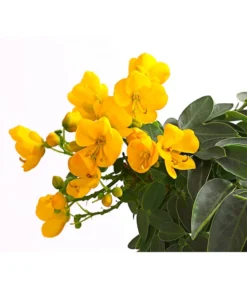 Gewürzrinde, Stämmchen 9 Gewürzrinde, Stämmchen -Pflanzen Promotion Geschäft 8584138 WE DE 001 GewuerzrindeSennaCorymbosaCassiaT17DehnerExpressHerzig