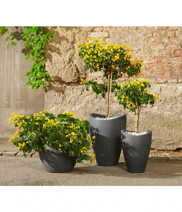 Gewürzrinde, Stämmchen 3 Gewürzrinde, Stämmchen – Bild 3