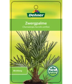 Blaue Zwergpalme -Pflanzen Promotion Geschäft 8584401 Chamaeropshumiliscerifera 15112016 1