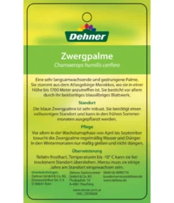 Blaue Zwergpalme -Pflanzen Promotion Geschäft 8584401 Chamaeropshumiliscerifera 15112016 2