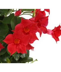 Dipladenie, Pyramide -Pflanzen Promotion Geschäft 8584864 PR DE 001 DipladeniaT14rotDehnerExpressHerzig