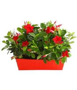 Dipladenie, Im Kasten