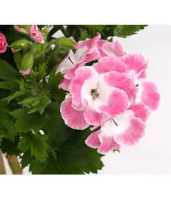 Edelgeranie, Stämmchen -Pflanzen Promotion Geschäft 8585275 PR DE 001 EdelpelargonienStammT19DehnerExpressHerzig