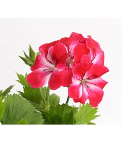 Edelgeranie, Stämmchen -Pflanzen Promotion Geschäft 8585275 PR DE 003 EdelpelargonienStammT19DehnerExpressHerzig