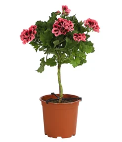 Edelgeranie, Stämmchen -Pflanzen Promotion Geschäft 8585275 PR FS 002 EdelpelargonienStammT19DehnerExpressHerzig