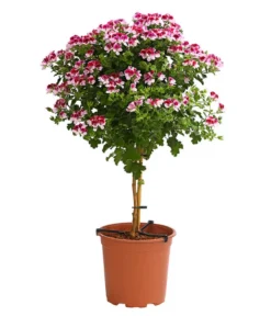 Edelgeranie, Stämmchen -Pflanzen Promotion Geschäft 8585275 WE FS 001 EdelpelargonienStammT19OWDehnerExpressHerzig