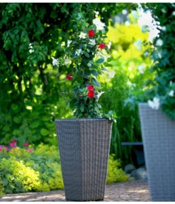 Dipladenien-Duo, Pyramide -Pflanzen Promotion Geschäft 8585622 8585655 we MO 001 Kuebelpflanzen herzig 3335