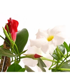 Dipladenien-Duo, Pyramide -Pflanzen Promotion Geschäft 8585622 WE DE 001 DipladenieDipladeniaTwinPyramideT17OWDehnerExpressHerzig