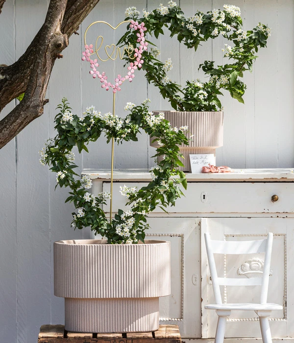 Jasminblütiger Nachtschatten, Herz 2 Jasminblütiger Nachtschatten, Herz – Bild 2