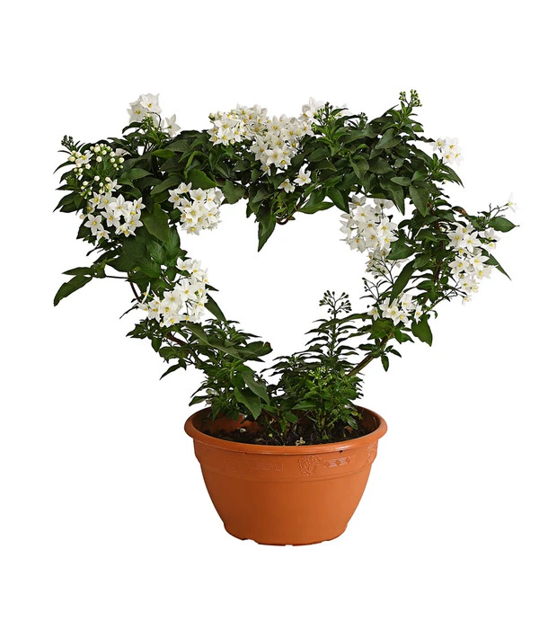 Jasminblütiger Nachtschatten, Herz 1 Jasminblütiger Nachtschatten, Herz