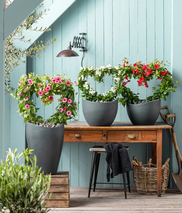 Jasminblütiger Nachtschatten, Herz 3 Jasminblütiger Nachtschatten, Herz – Bild 3