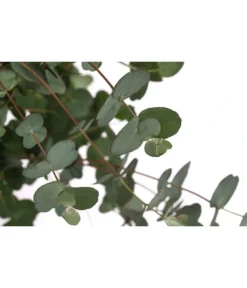 Eukalyptus, Stämmchen -Pflanzen Promotion Geschäft 8586133 WE DE 001 EucalyptusGuniiStammT17DehnerExpressHerzig