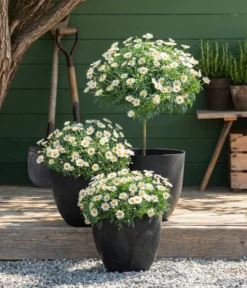 Margerite, Stämmchen, Weiß -Pflanzen Promotion Geschäft 8589616 8596280 WE MO 001 Margeriten