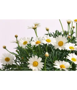 Margerite, Stämmchen, Weiß -Pflanzen Promotion Geschäft 8589616 WE DE 001 MargeriteArgyranthemumStammWeissT18DehnerExpressHerzig