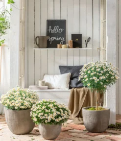 Margerite, Stämmchen, Weiß -Pflanzen Promotion Geschäft 8589616 WE MO 001 MargeriteBuschStammT18WeissGC042021