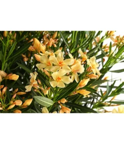 Oleander, Solitärbusch, Verschiedene Sorten -Pflanzen Promotion Geschäft 8590549 WE DE 001 NeriumOleanderOleanderBuschGelbT40