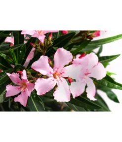 Oleander, Solitärbusch, Verschiedene Sorten -Pflanzen Promotion Geschäft 8590549 WE DE 001 OleanderBuschMixRosaT40